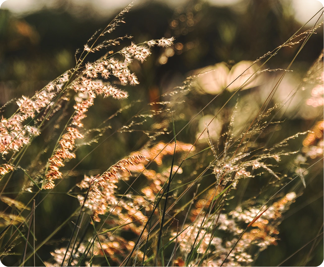 Golden grasses glowing in evening sunlight